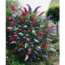 Буддлея Давида Смесь окрасок 10 шт.