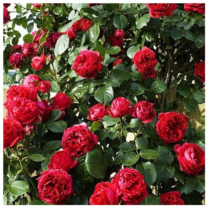 Роза парковая Рубан Руж (Ruban Rouge) купить по цене 425 руб. в Томске