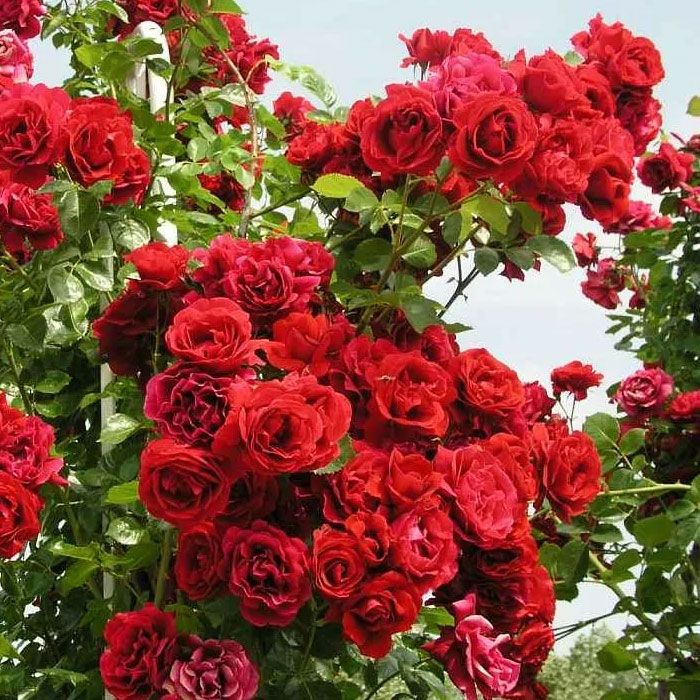 Роза плетистая Симпатия (Sympathie) купить по цене 360 руб. в Томске
