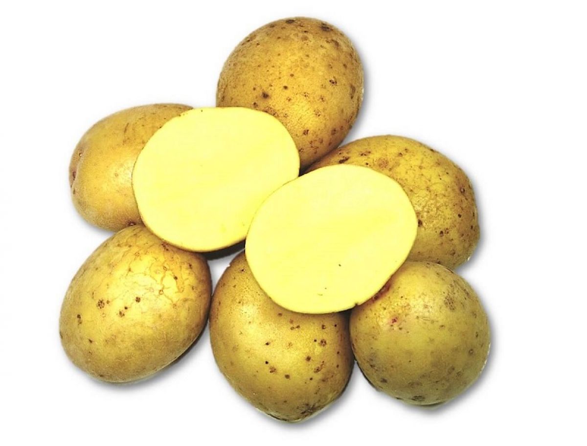 Метеор картофель характеристика отзывы. Сорт картофеля Зекура. Картошка сорт Зекура. Семенной картофель Метеор. Сорт картофеля Метеор.